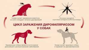 Она што е важно да се знае за црви во срцето на кучето